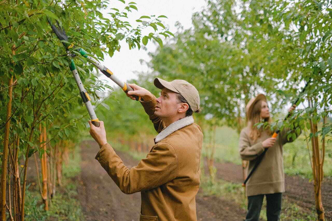 Trusted Timberlane, LA Tree Service Experts